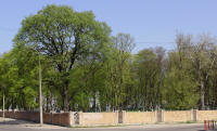 Brest, old cemetery in Trishin