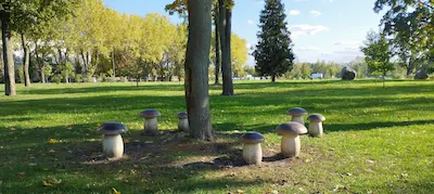 Mushrooms in the City Garden
